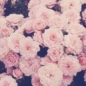 Meet your Posher, Viry